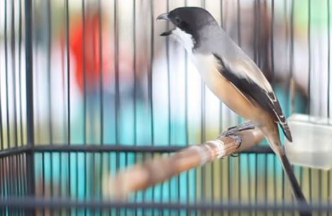 Cara Merawat Burung Cendet Cepat Gacor
